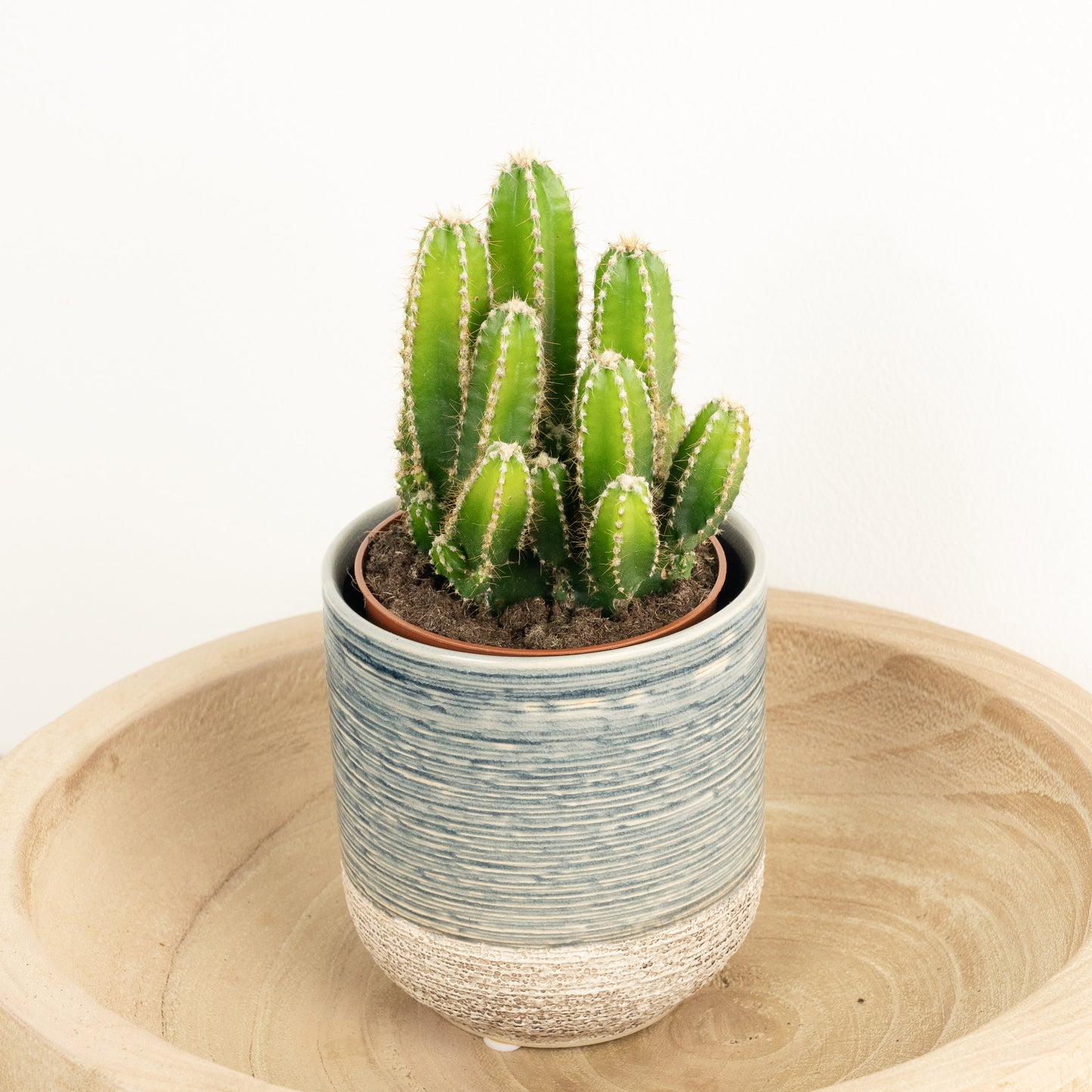 Apple Cactus Florida