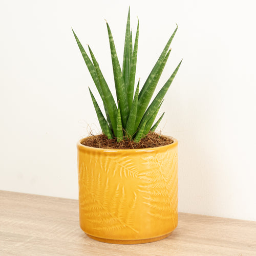 Snake Plant | Dancing Queen