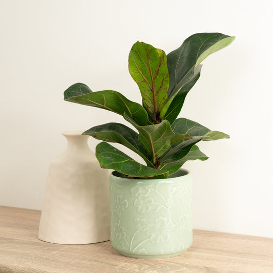 Fiddle Leaf Fig | Bambino | Potted Houseplants
