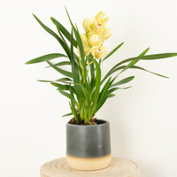 Cymbidium Orchid | Wild Anna