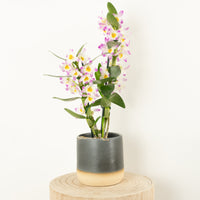 Dendrobium Orchid | Bright Eyes