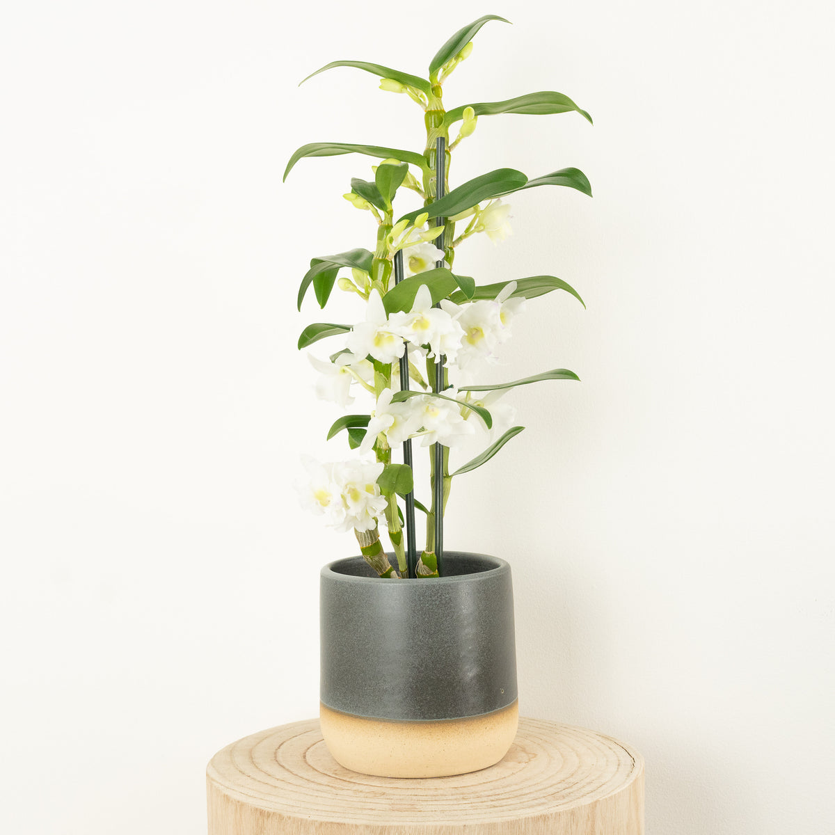Dendrobium Orchid | Apollon White