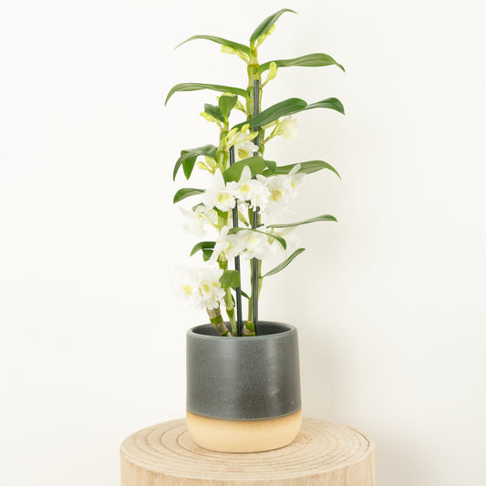 Dendrobium Orchid | Apollon White | Potted Houseplants