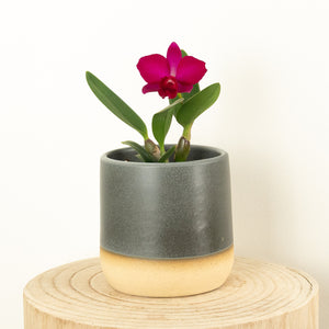 Queen Of Orchids | Raspberry | Hard To Find - Indoor Plant