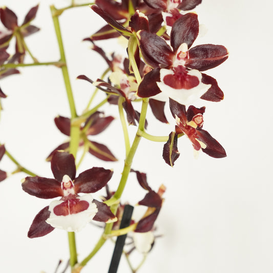 Scented Colmanara Orchid | Choco | Potted Houseplants
