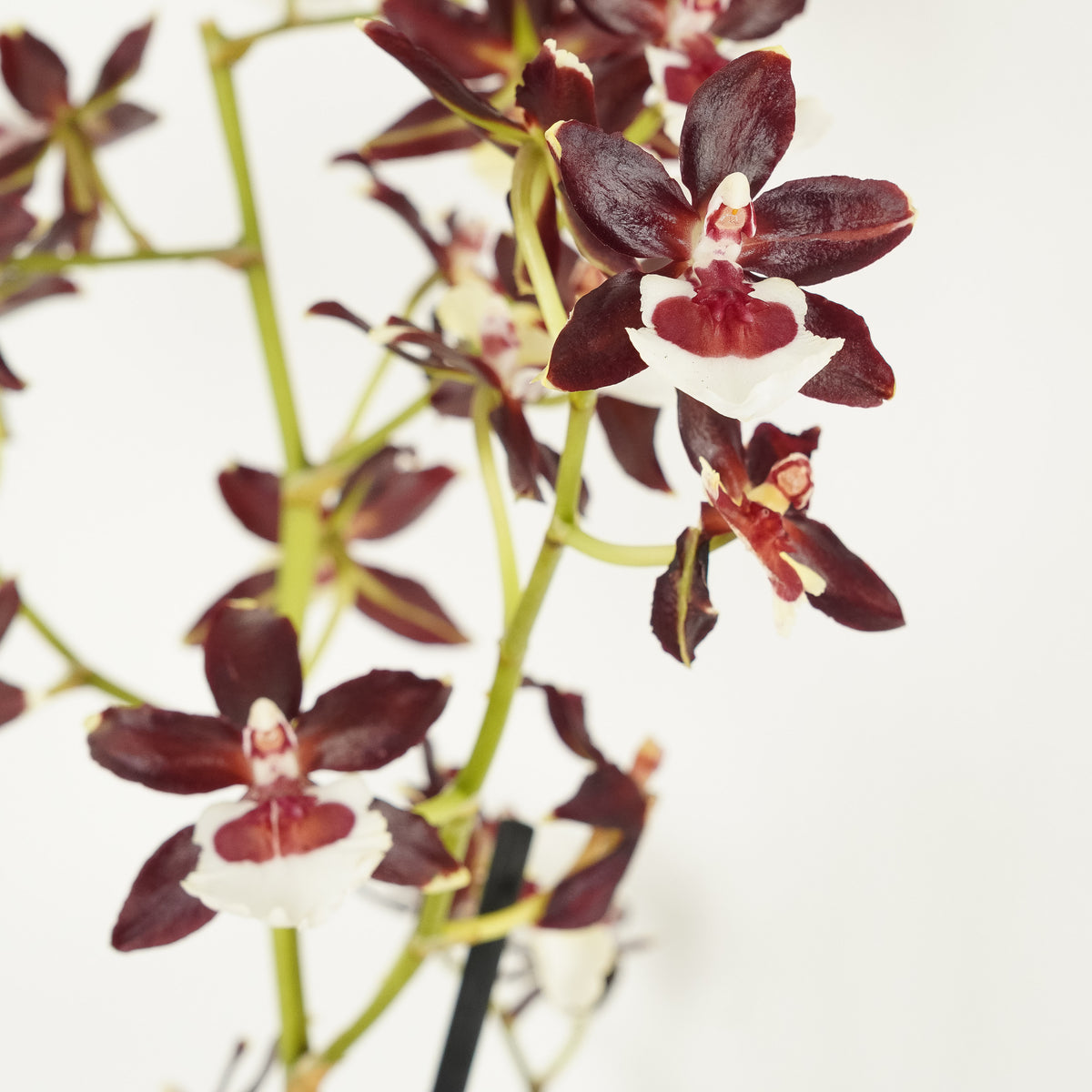 Scented Colmanara Orchid | Choco