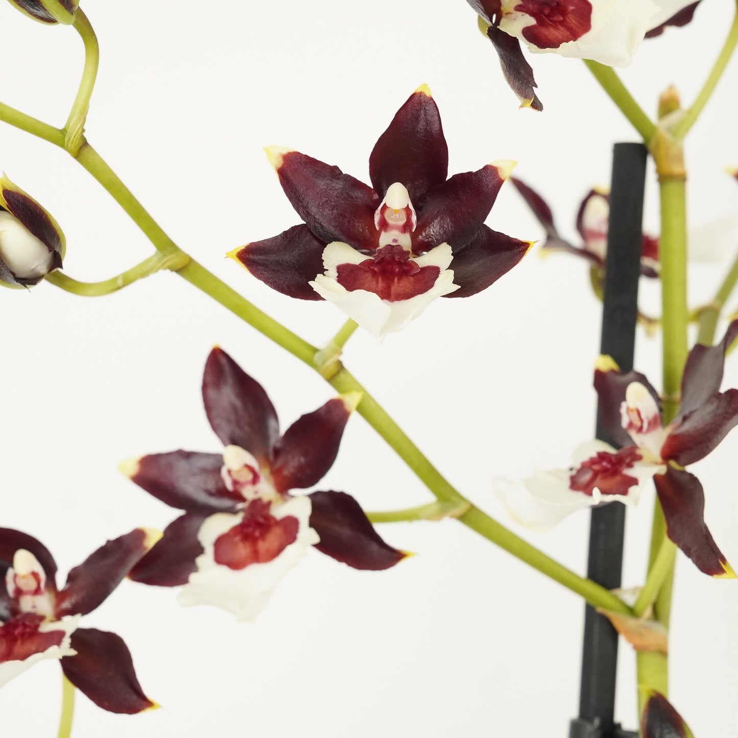 Scented Colmanara Orchid | Choco