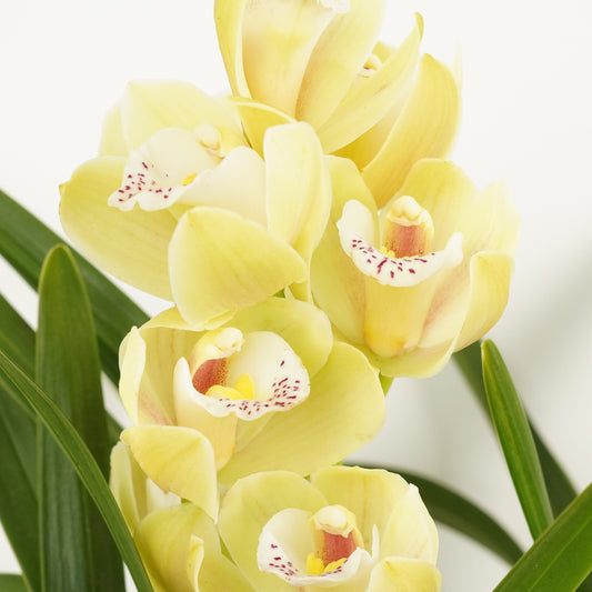 Cymbidium Orchid | Wild Anna | Potted Houseplants