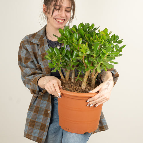Jade Plant | Ovata