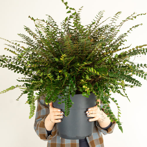 Button Fern | Hard To Find