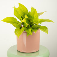 Queen Of Hearts | Lemon Lime | Rare Plant