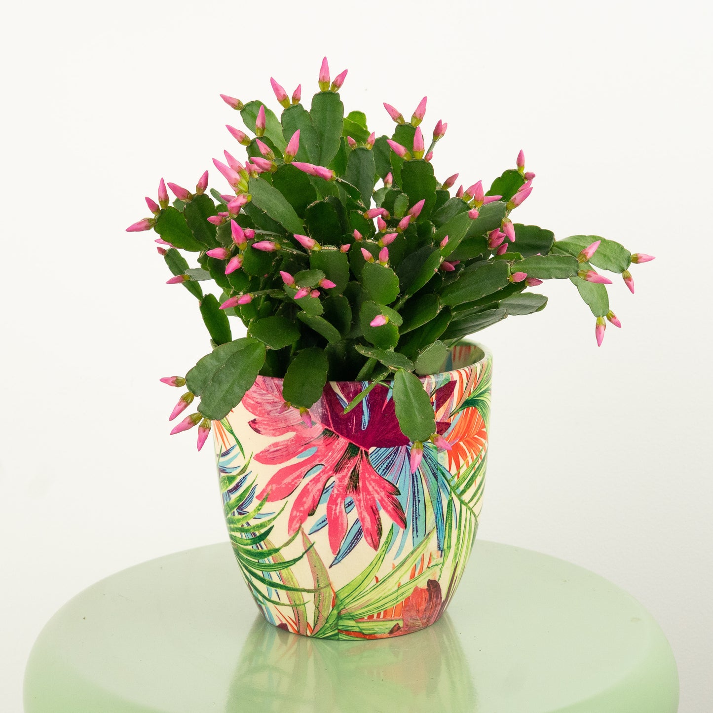 Easter Cactus | Pink
