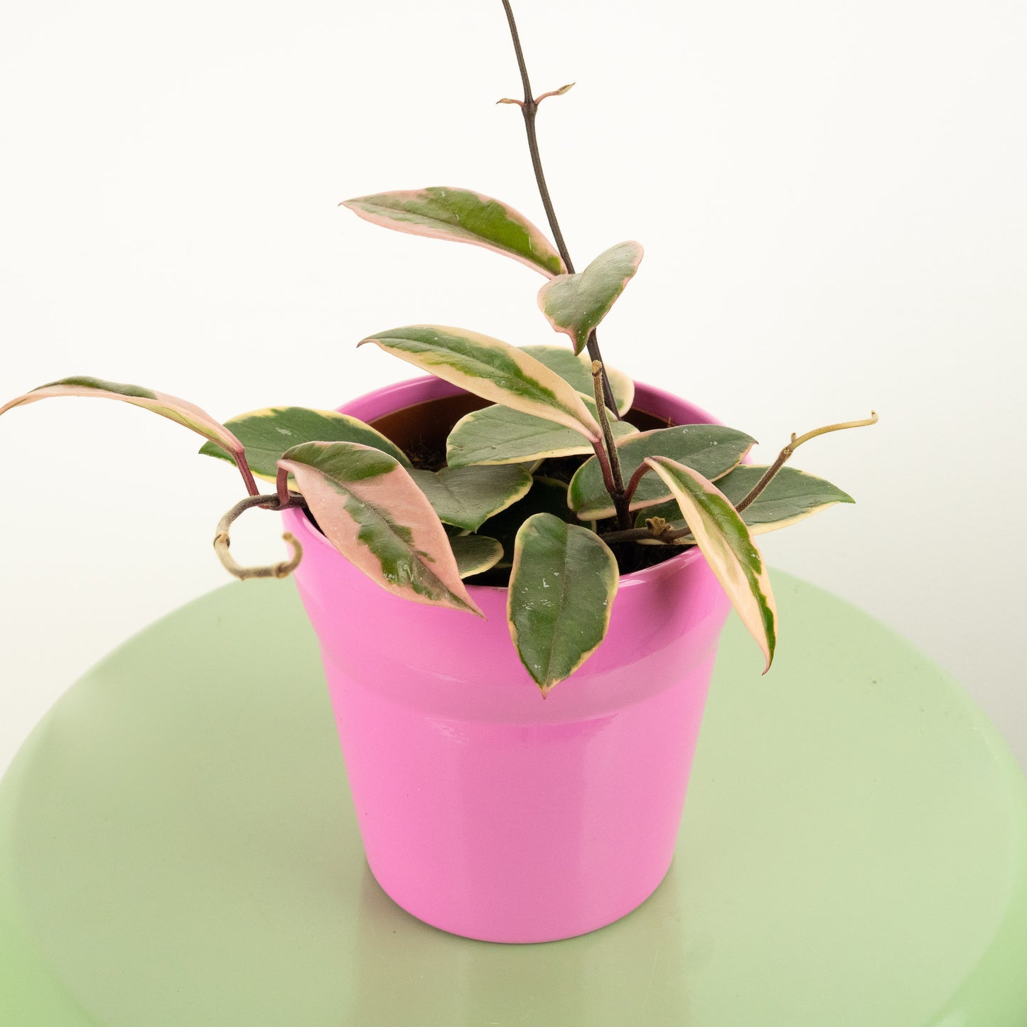 Wax Plant | Flamingo | New