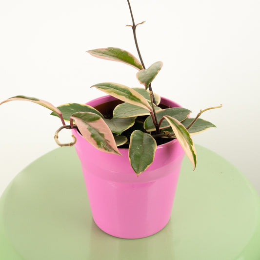 Wax Plant | Flamingo | New | Potted Houseplants