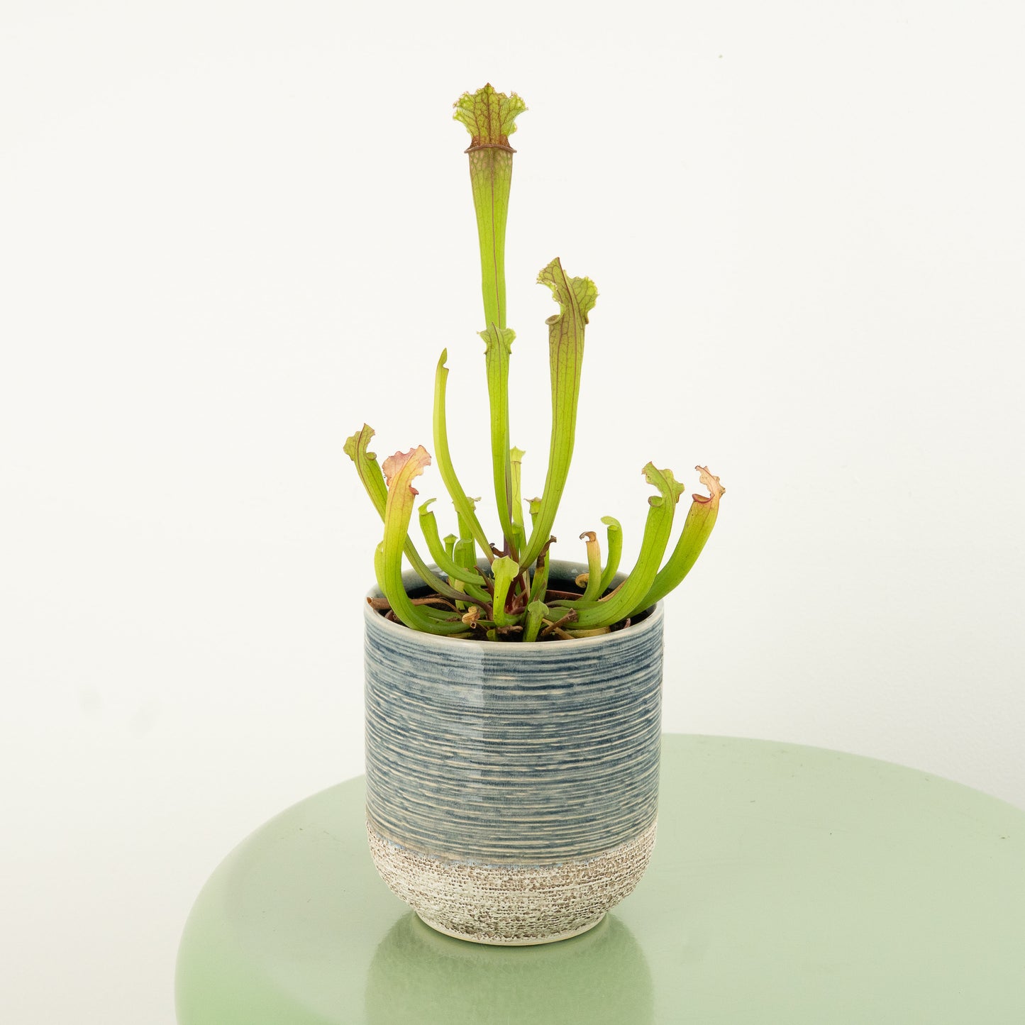 Trumpet Pitcher Plant | Fly Catcher | Stevensii