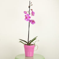 Phalaenopsis Orchid | Pink Pastel