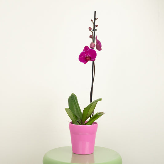 Phalaenopsis Orchid | Vivaldi | Potted Houseplants