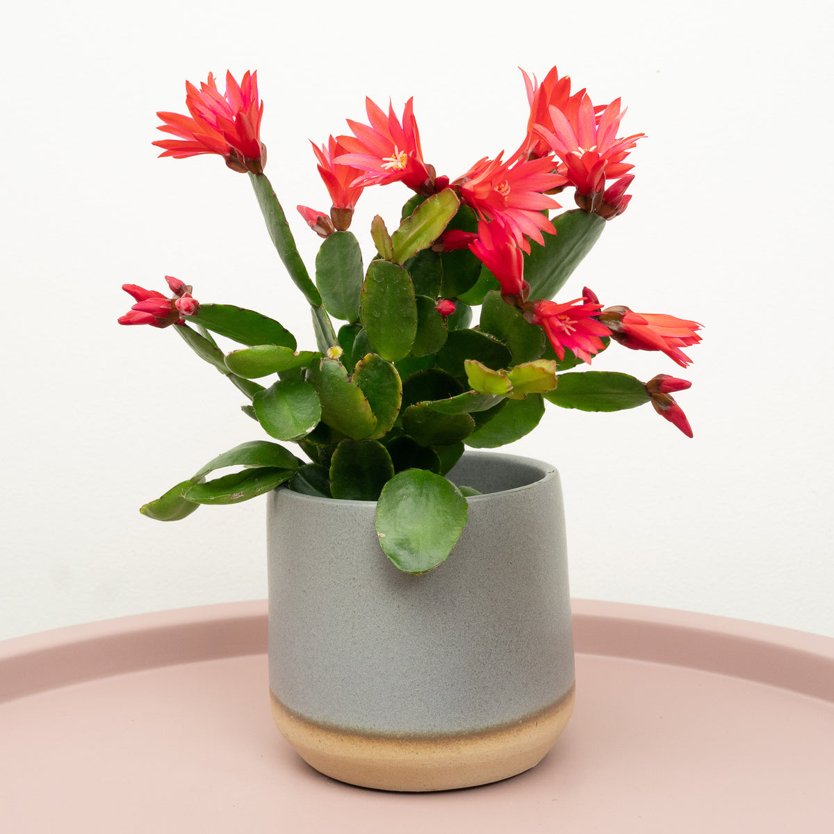 Easter Cactus | Red