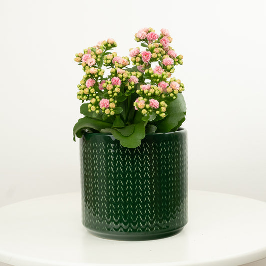 Pink Kalanchoe | Potted Houseplants