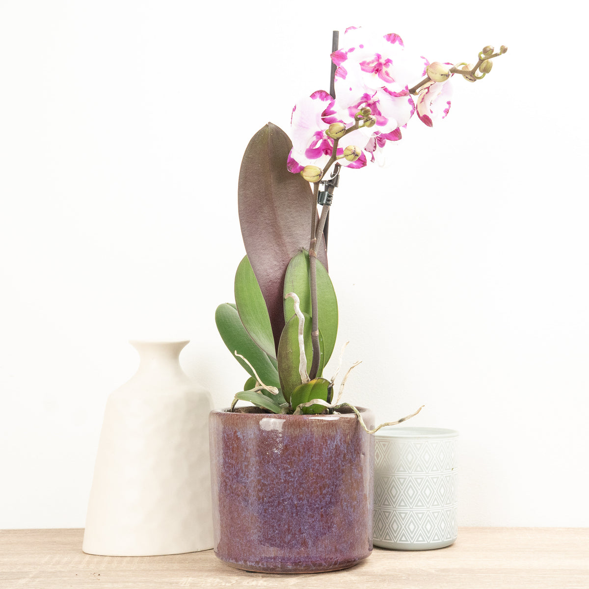 Phalaenopsis Orchid | Epic