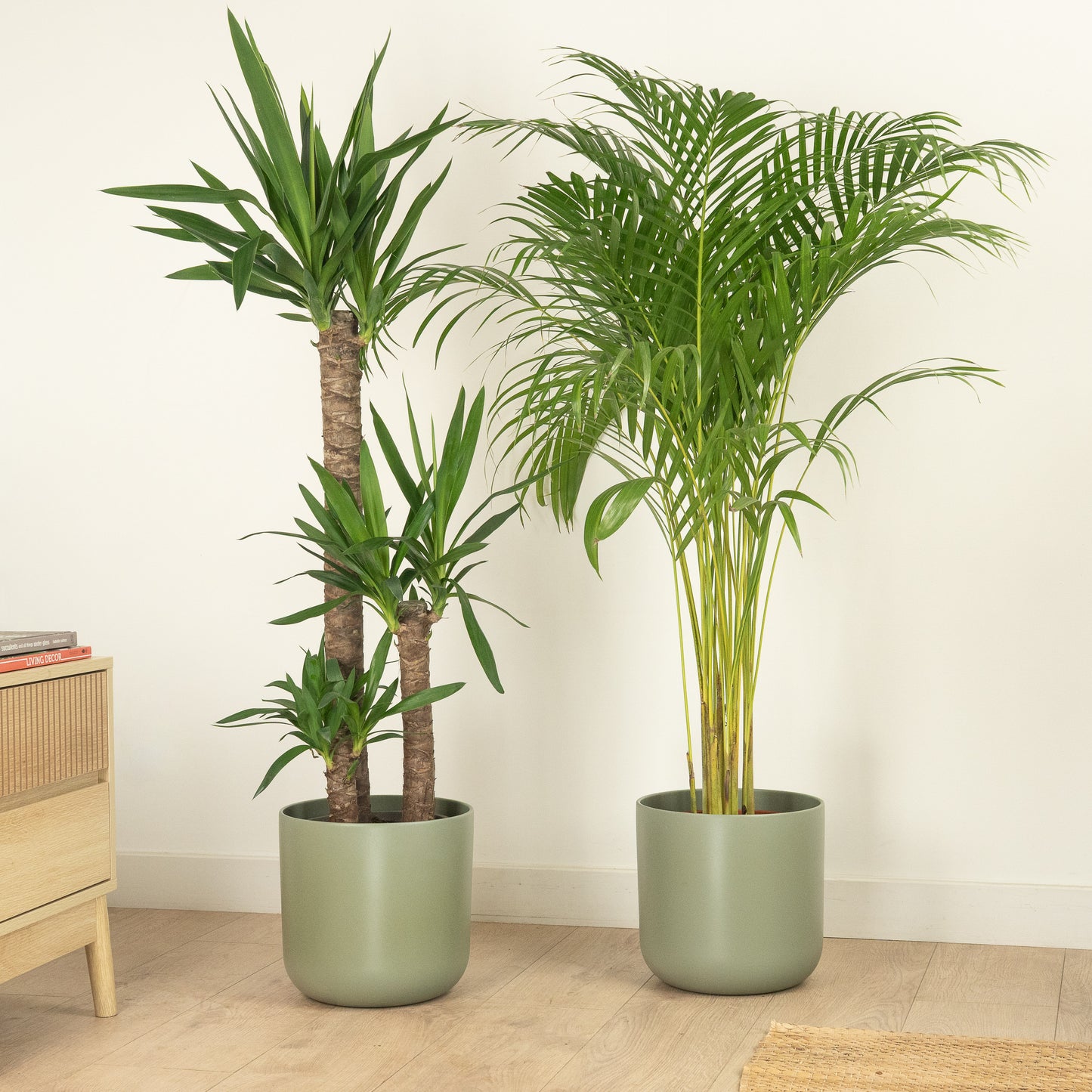 Green & Glam | Plant Bundle