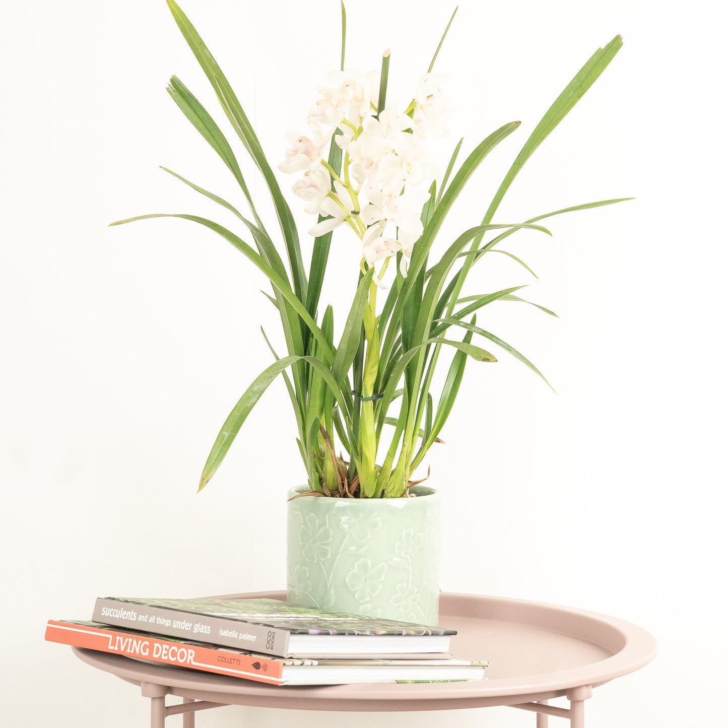 Cymbidium Orchid | White