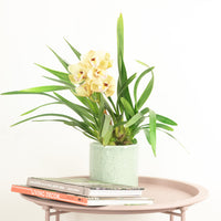 Cymbidium Orchid | Chloe