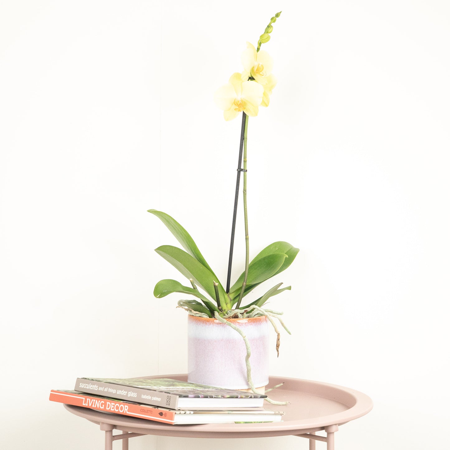 Phalaenopsis Orchid | Lovely Lime