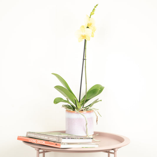 Phalaenopsis Orchid | Lovely Lime | Potted Houseplants