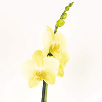 Phalaenopsis Orchid | Lovely Lime