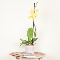 Phalaenopsis Orchid | Lovely Lemon