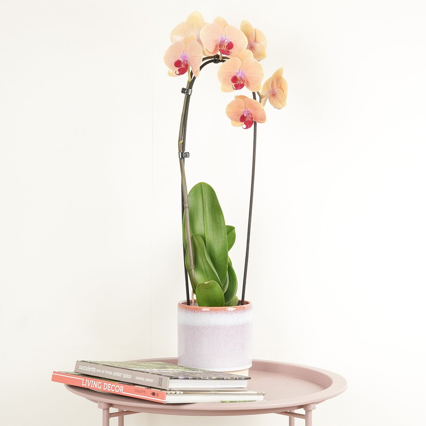 Phalaenopsis Orchid | Caribbean Dream