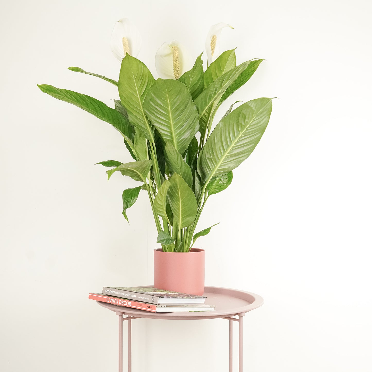 Peace Lily | Sweet Silvio