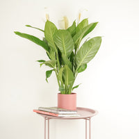 Peace Lily | Sweet Silvio