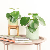 Teardrop Money Plant | Raindrop