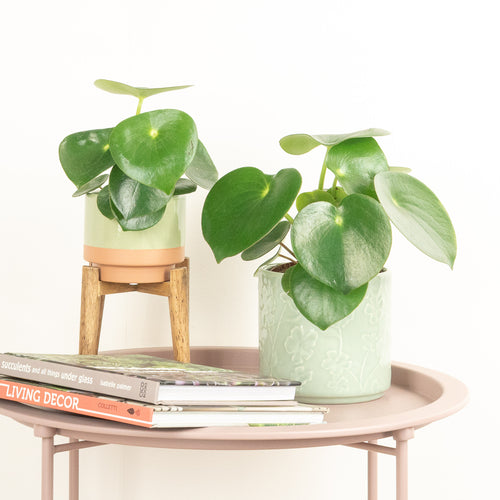 Teardrop Money Plant | Raindrop