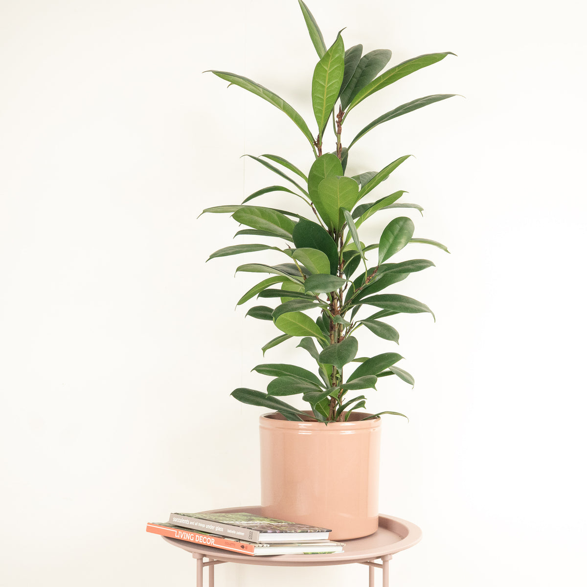 African Fig Tree