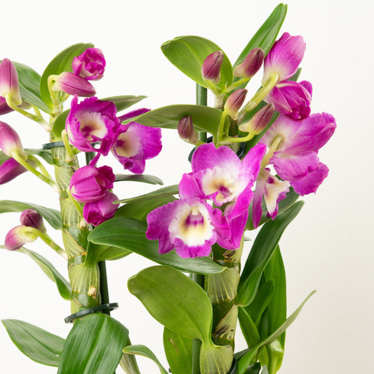 Dendrobium | Akatsuki | Potted Houseplants