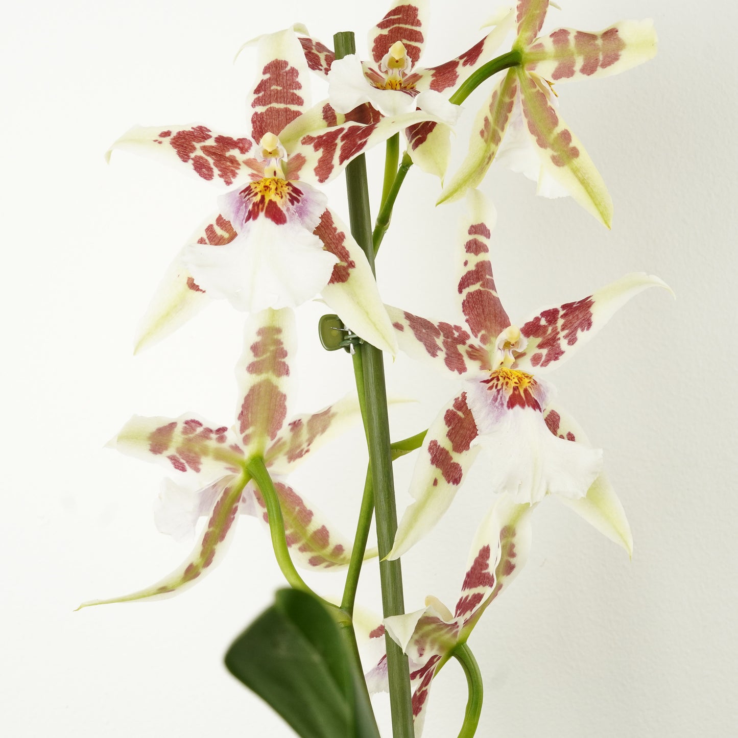 Dancing Ladies Orchid | White Renaissance | Rare Orchid