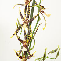 Spider Orchid | Banana