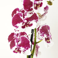Phalaenopsis Orchid | Spider