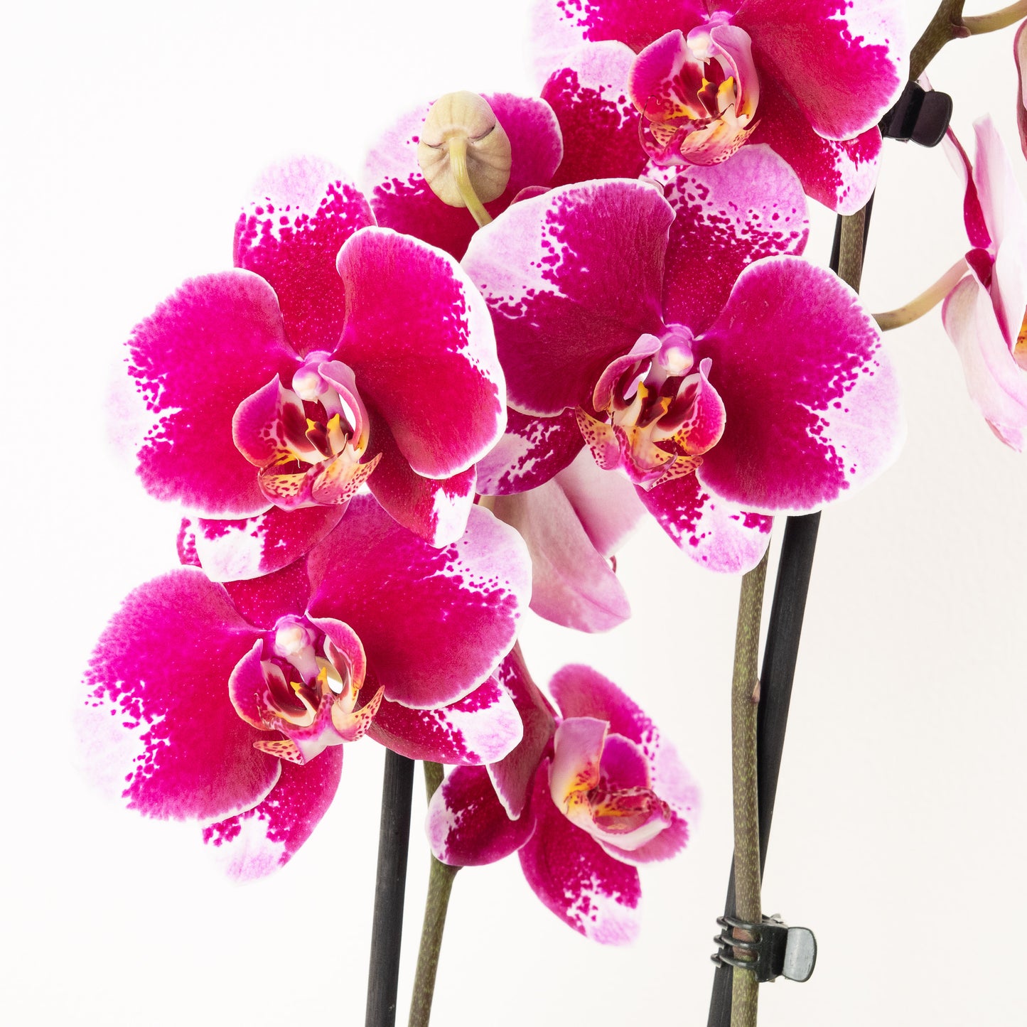 Phalaenopsis Orchid | Faction
