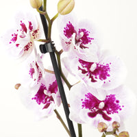 Phalaenopsis Orchid | Aladin