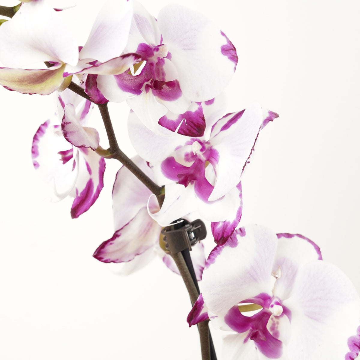 Phalaenopsis Orchid | Epic