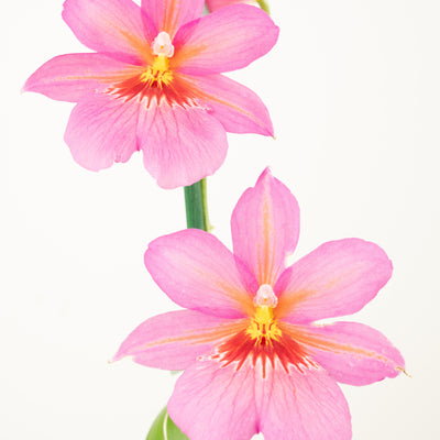 Burrageara Orchid | Nelly Isler Pink