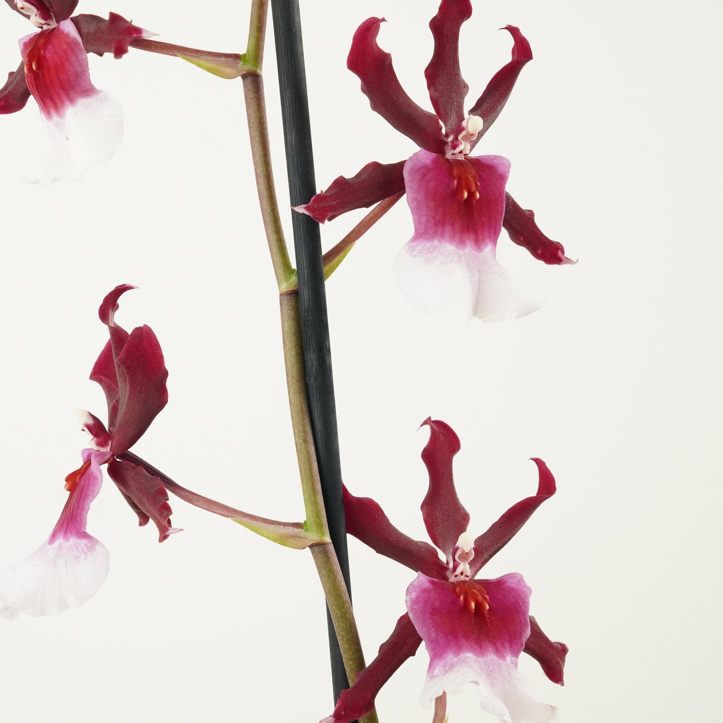 Cambria Orchid | Renaissance | Mild Fragrance