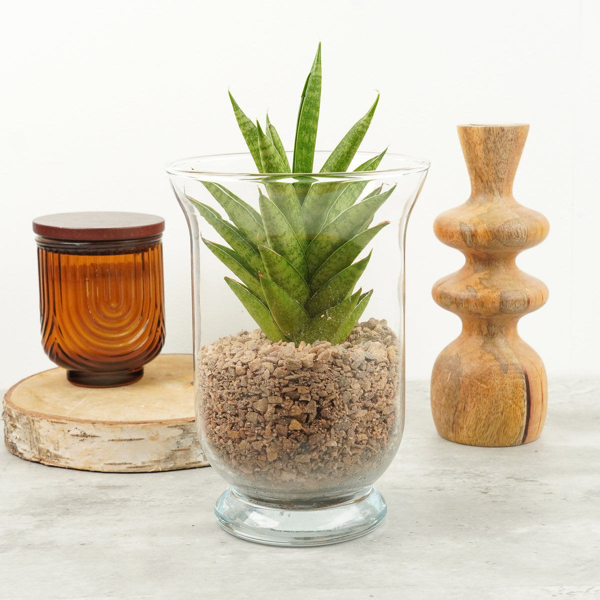 Snake Plant | Starshooter