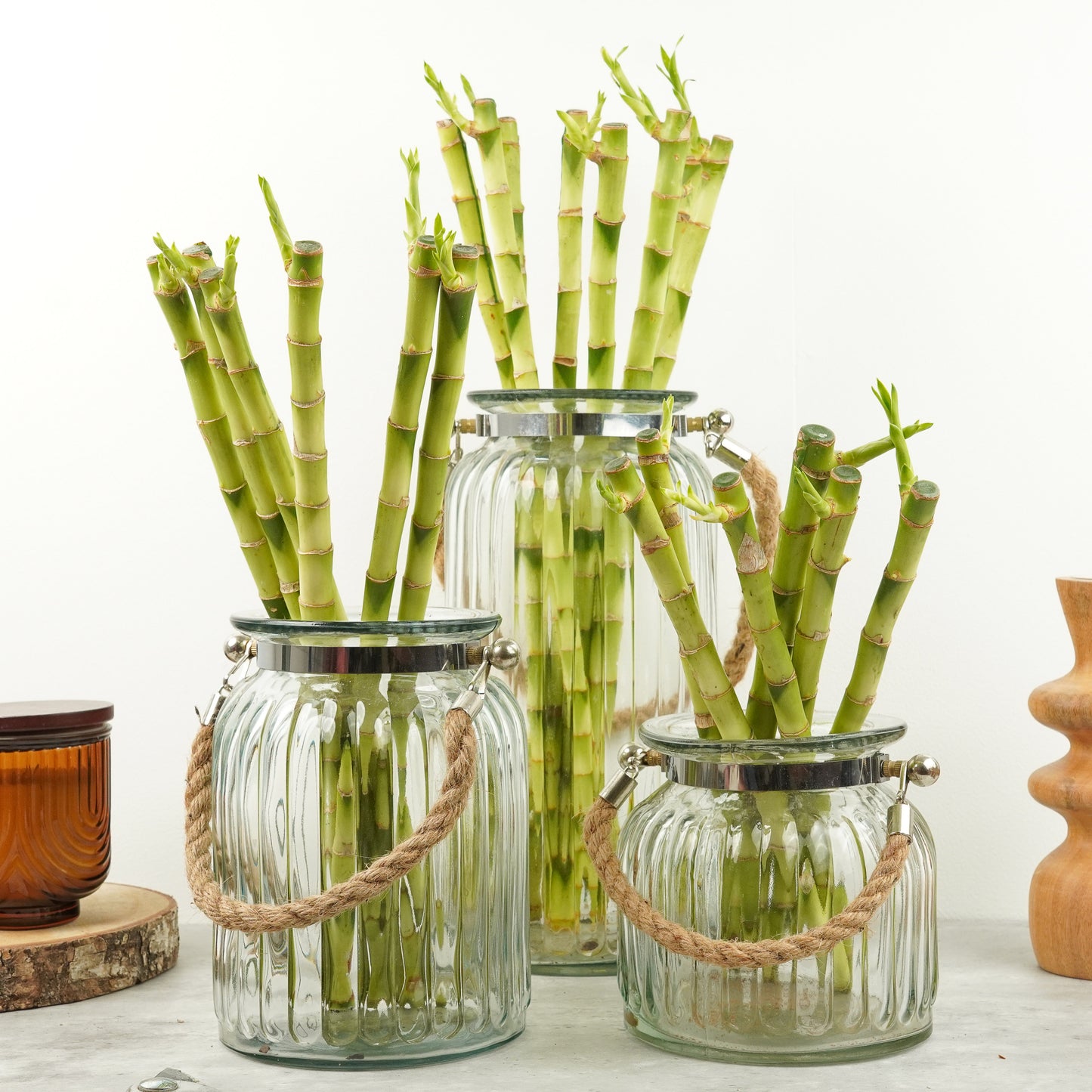 Lucky Bamboo | Hurricane Vase