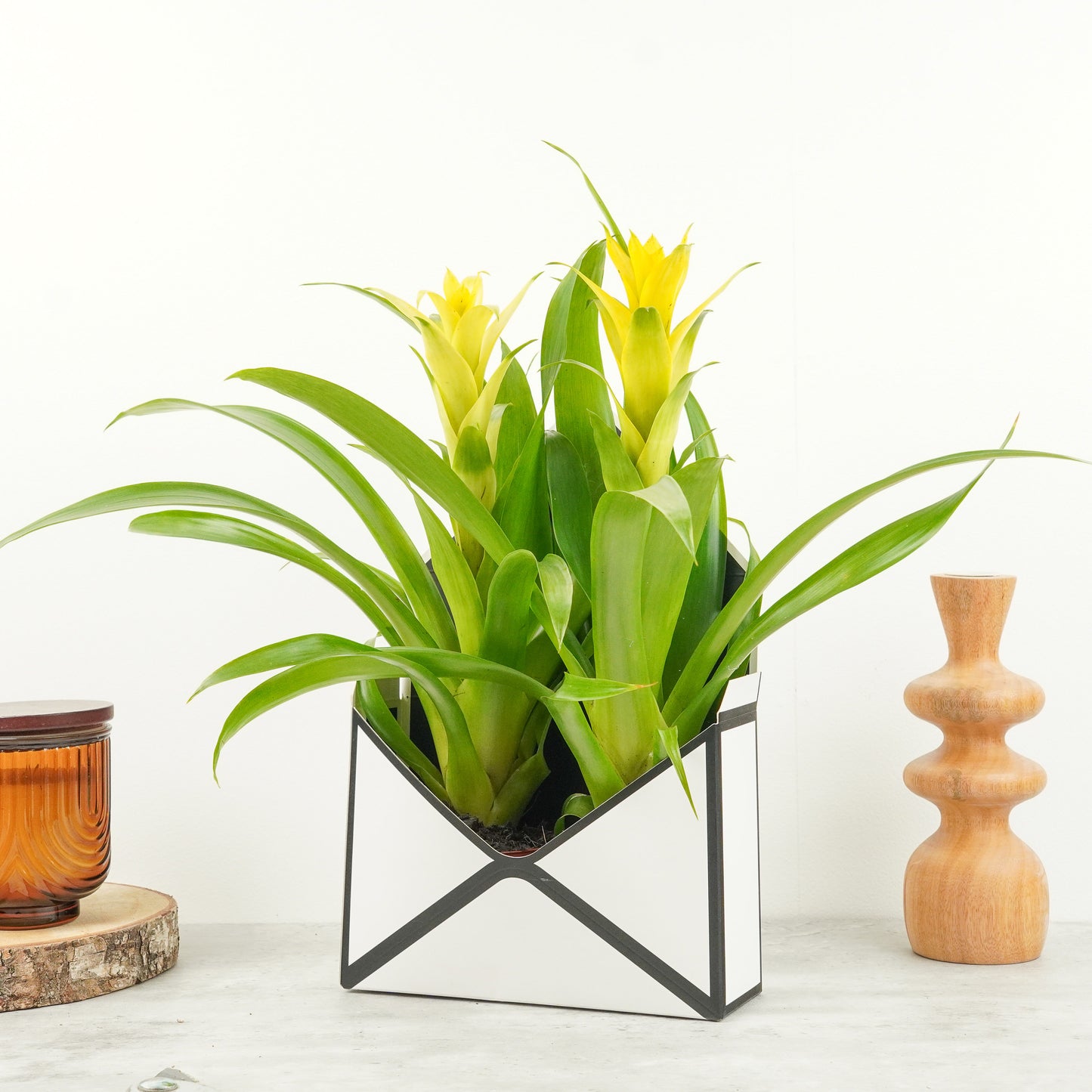 Bromeliad | Guzmania | Deseo Yellow