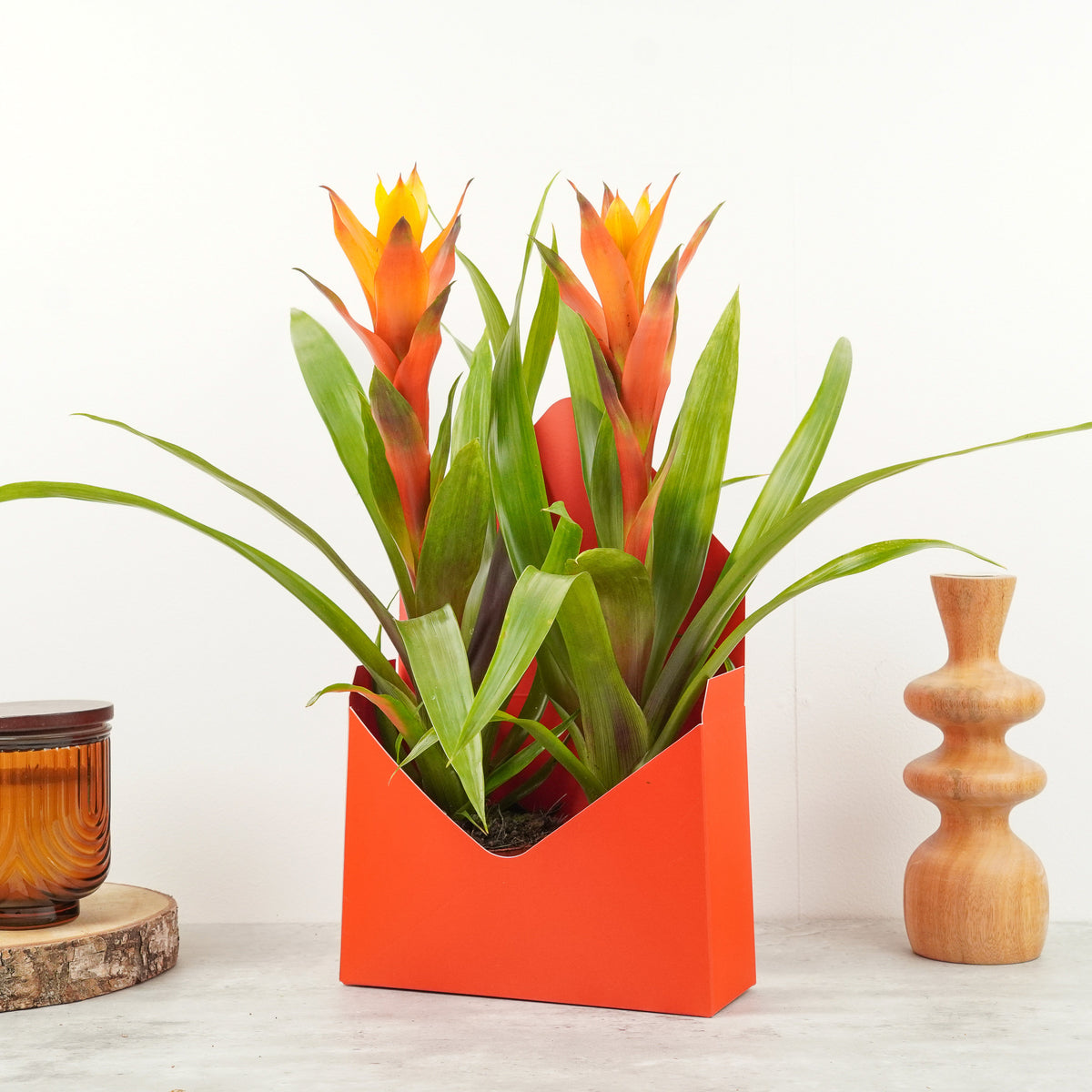 Flowering Guzmania | Jazz Orange